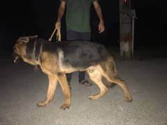 German Shephard for Sale 6 month age