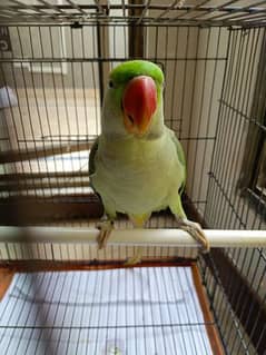 Talking parrot for sale urgently