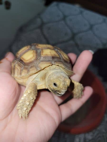 Baby Tortoise 3