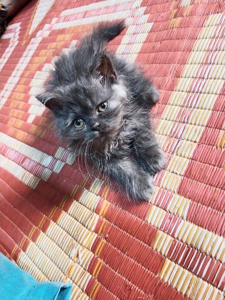 Persian kitten for sale 0