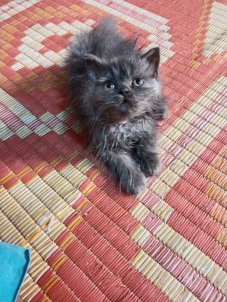 Persian kitten for sale 1