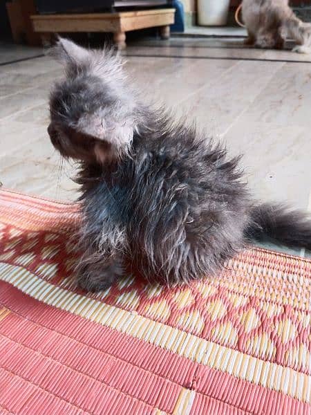 Persian kitten for sale 2