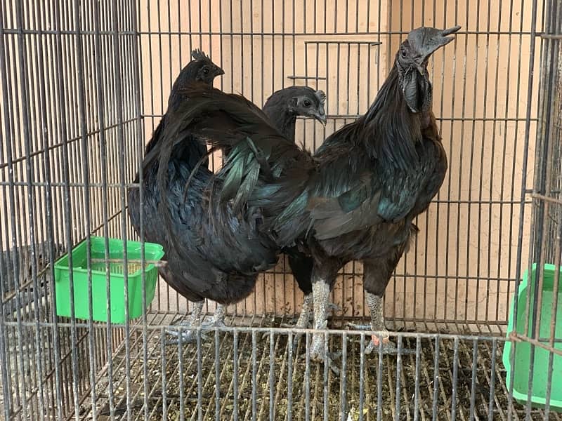 breeder trio set egg laying 0