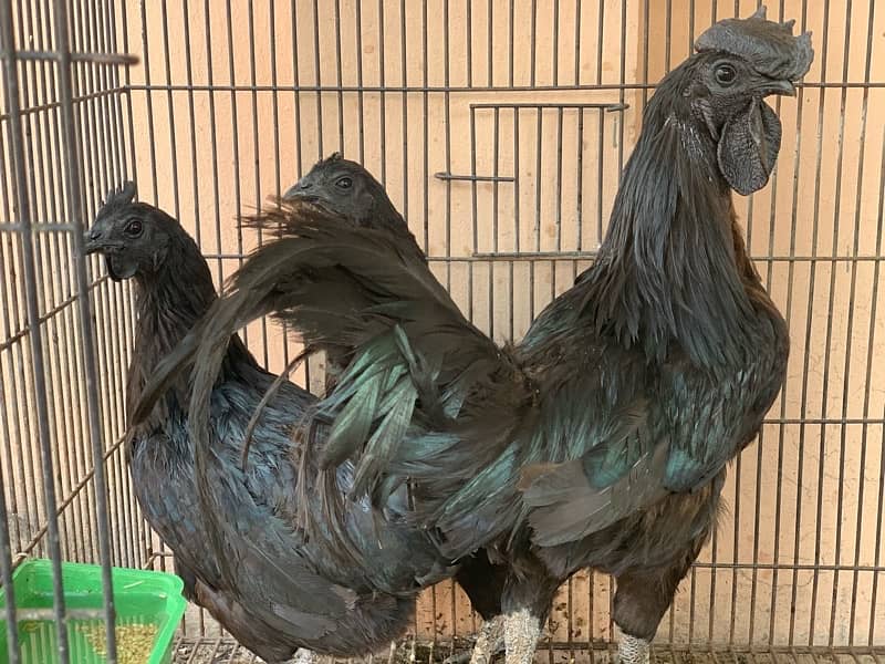 breeder trio set egg laying 2