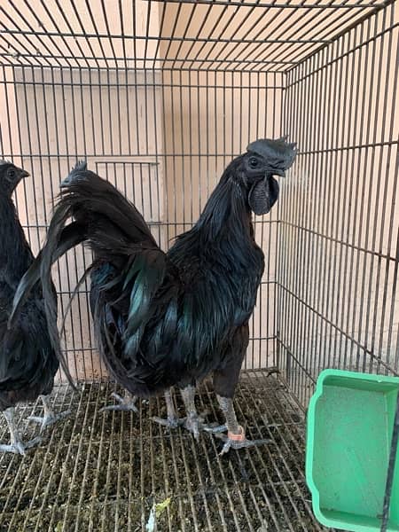 breeder trio set egg laying 4