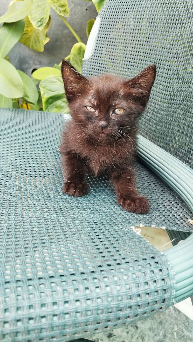 Persian female with 2 kitten 2