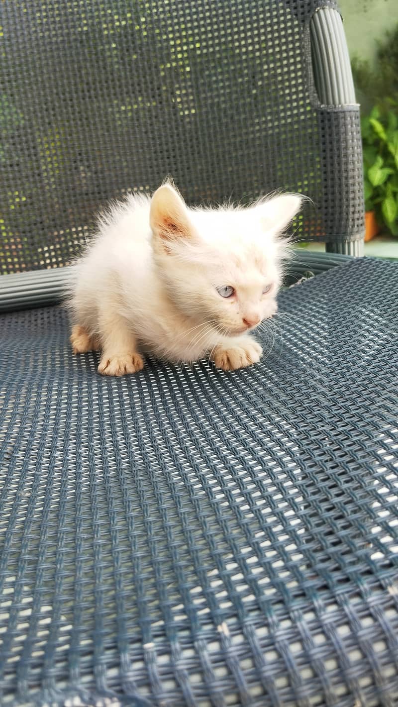 Persian female with 2 kitten 5