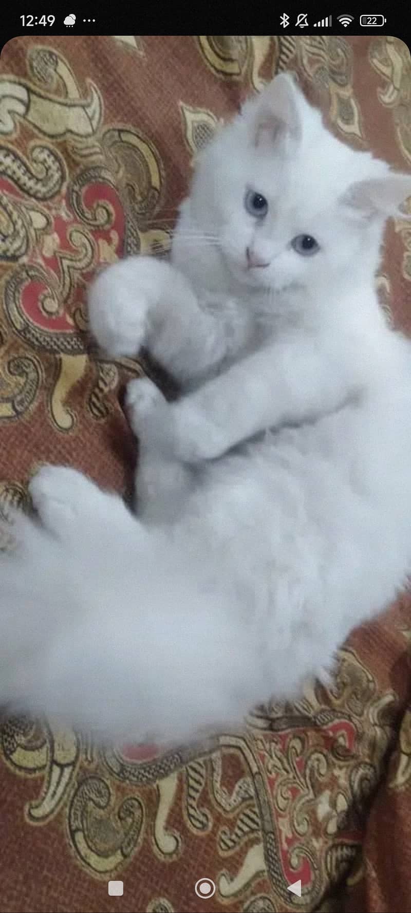 Persian  2 kitten 4