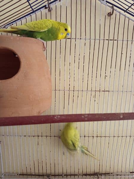 Budgie pair barredr pair hai jis bahi KO cahiya rabta Kerry 0