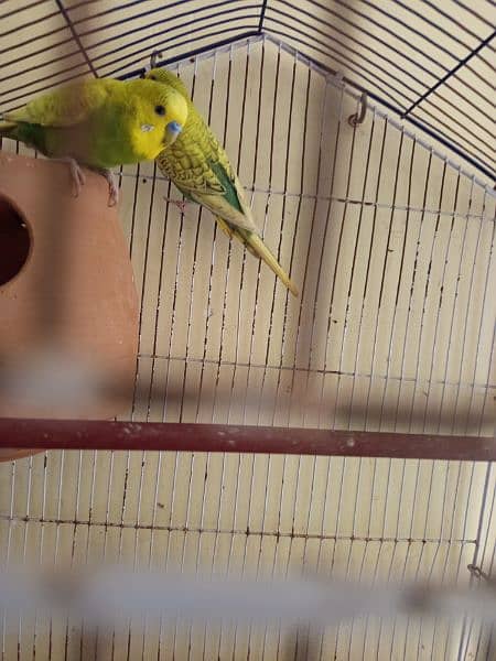 Budgie pair barredr pair hai jis bahi KO cahiya rabta Kerry 1