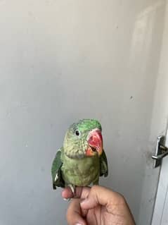 raw parrot