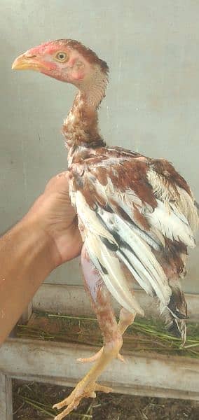 I'm selling all aseel hen's and 2 chicks read description 17