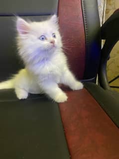 Persian Kitten