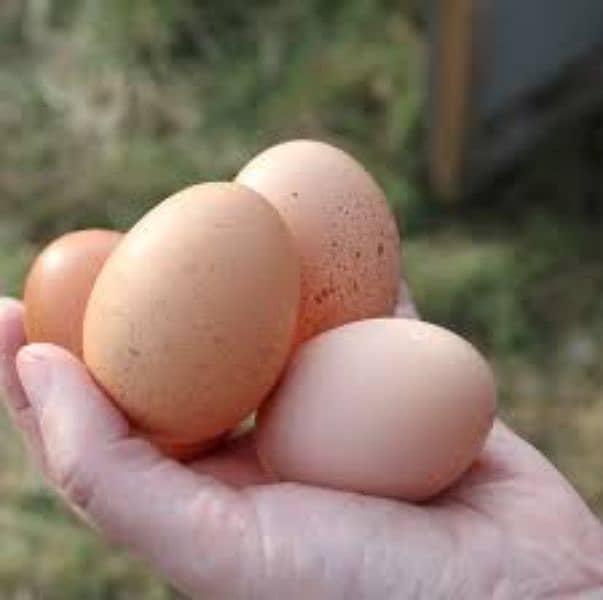 Lohmanbrown eggs available for sale 1