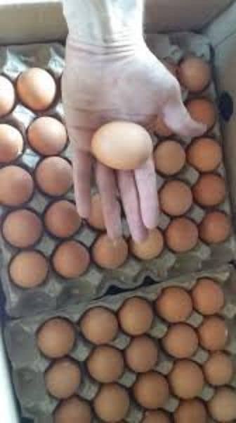 Lohmanbrown eggs available for sale 3