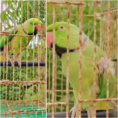 Green parrot ring next hara tota 0