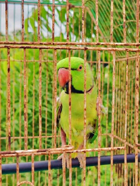 Green parrot ring next hara tota 2