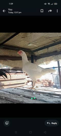 Aseel hen big size for sale or exchange