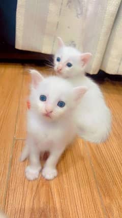 Persian Cat With Blue Eyes