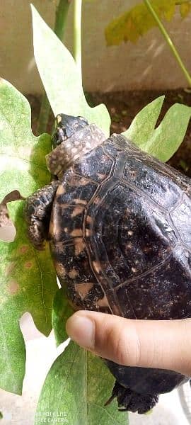 black pond turtle 3