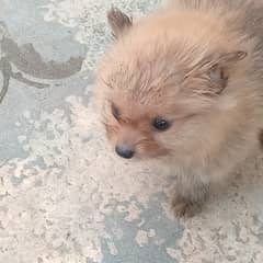 Pomeranian Puppy for Sale