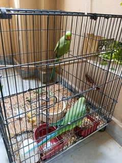 Ring neck breeding pair Hand tamed 0