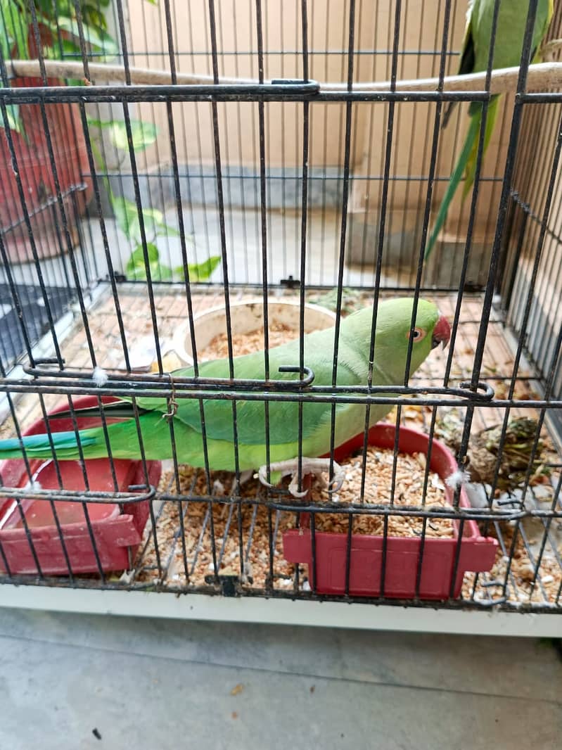 Ring neck breeding pair Hand tamed 1