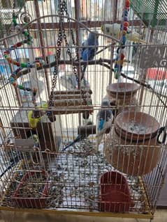 budgies for sale