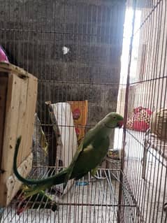 ring nack pair best healthy active h ghr k parrot hn