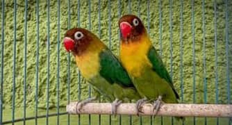 LOVE BIRD BREEDER PAIR