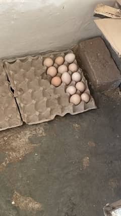 Golden misri egg laying hens