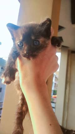 mixed Persian and domestic kitten for adoption