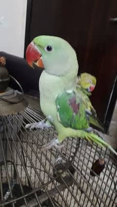 Kashmiri raw parrot