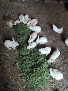 Pure Red eye Rabbits for sell