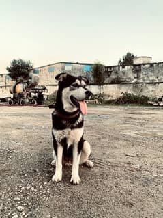 husky female dog /Full vaccinated reason for sale family issue