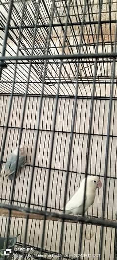 love bird pair