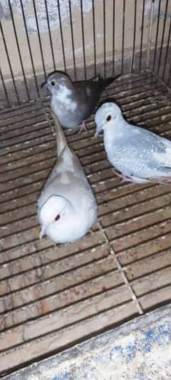 Blue, Opal & Diamond Pied Dove Chicks 0