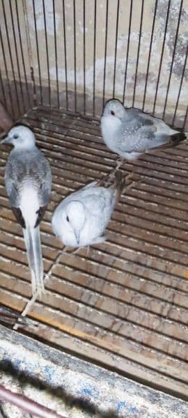 Blue, Opal & Diamond Pied Dove Chicks 1