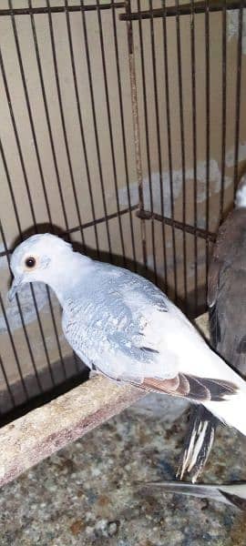 Blue, Opal & Diamond Pied Dove Chicks 2