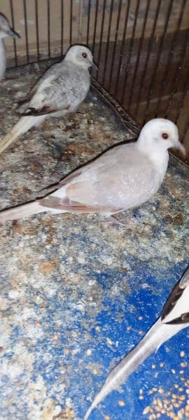 Blue, Opal & Diamond Pied Dove Chicks 3