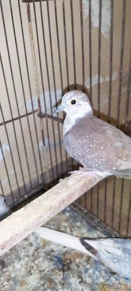 Blue, Opal & Diamond Pied Dove Chicks 4