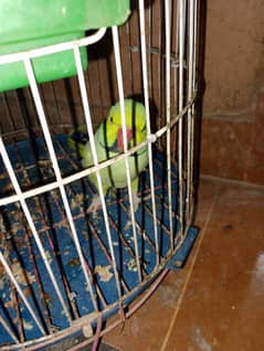 Green Mexican conure parrots pair