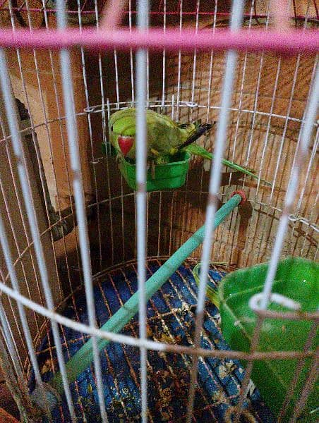 Green Mexican conure parrots pair 1