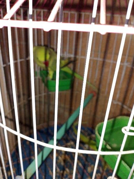 Green Mexican conure parrots pair 3