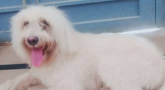 standard poodle mix with great Pyrenees. . documented