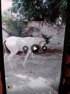 white Beautiful Horse