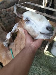 multani naachi bakri 4 month ghabban confirm