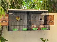 love birds 3 pairs with cages full setup