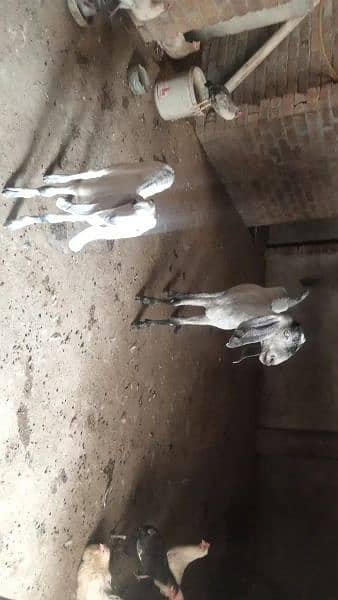 Goats for sale 0