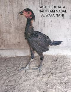 Burmi and Thai trat chicks for sale